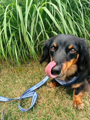 Millie's x Pawsitivity Quarterboard Dog Leash